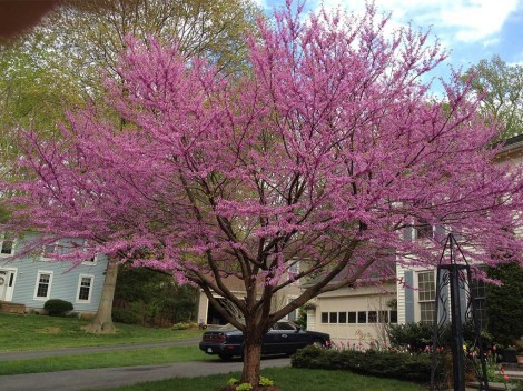 Northern VA Landscape Design